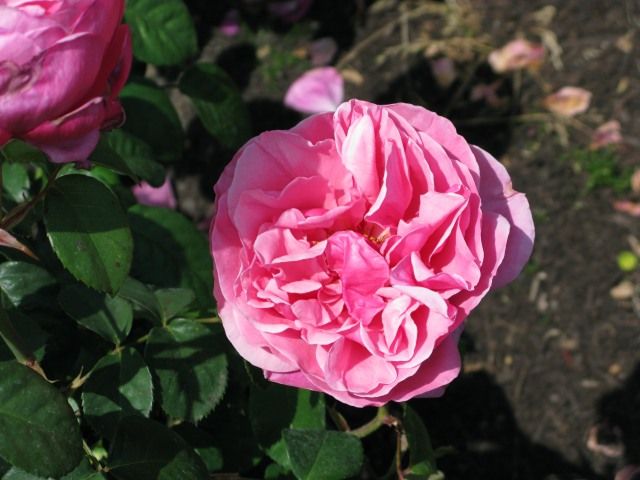  photo Dee-lishatsjmunigardmeilland06HTIMG_1194akalinerenaud_zps859fa28a.jpg